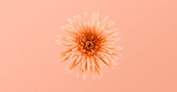 Pantone 13-1023 Peach Fuzz